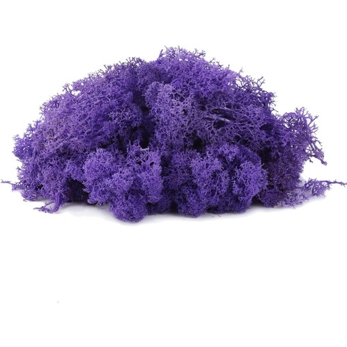 Moos basteln naturmoos - moos,