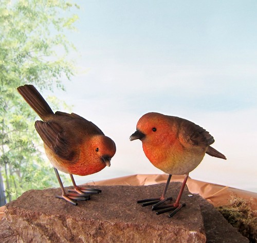 Rotkehlchen vogel garten - 2,