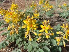 Caesalpinia repens | Creeping