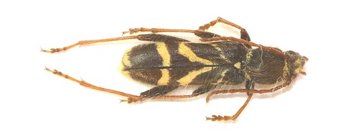 Coleoptera cerambycidae - coleoptera,,