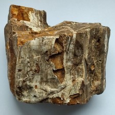 Versteinertes Holz aus Öhringen/Hohenlohekreis/BW