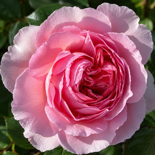 Englische rose the ancient - englische,