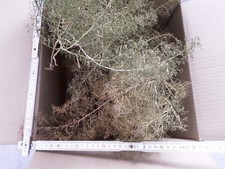 Seemoos/ Meerschaum für