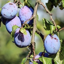 Pflaumenbaum Silvia Winterhart