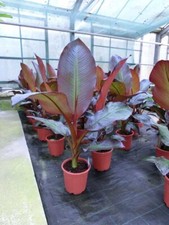 Musa ensete maurellii - rote Abessinische Banane  40-60cm Pflanze Bananenbaum