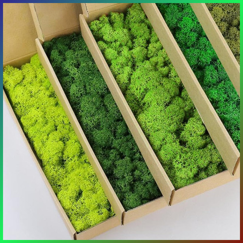 Rentiermoos set farben für - set,
