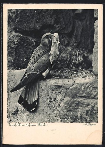 Turmfalke mit seiner beute - turmfalke,