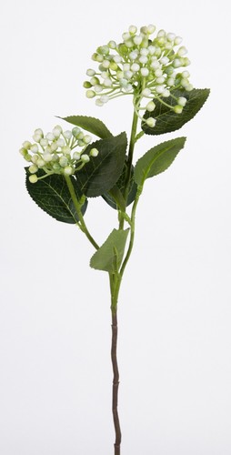 Schneeball viburnum zweig - schneeball, /