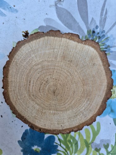 Baumscheiben holzscheiben mit - baumscheiben,