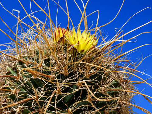 Leuchtenbergia prinzipis