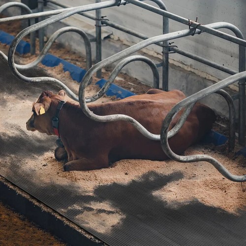 Stallmatten aus gummi 200 - aus,