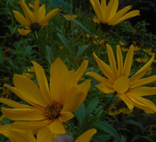 Blühfreudige Sonnenblume Gelb 5 Pflanzen Rhizome Wurzeln Helianthus laetiflorus