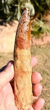 7 INCH LONG SPINOSAURUS TOOTH
