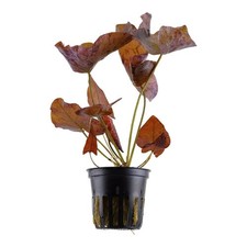 Tropica nymphaea lotus roter - tropica, /