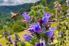 10.000 Samen Natternkopf Echium vulgare Wildpflanze Bienenweide Blühfreudig XXL
