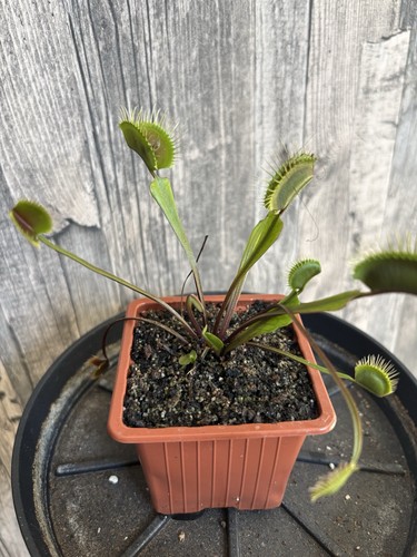 Dionaea muscipula