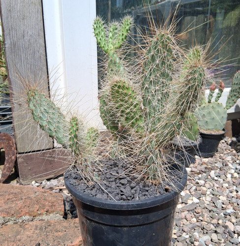 Opuntia polyacantha rufispina