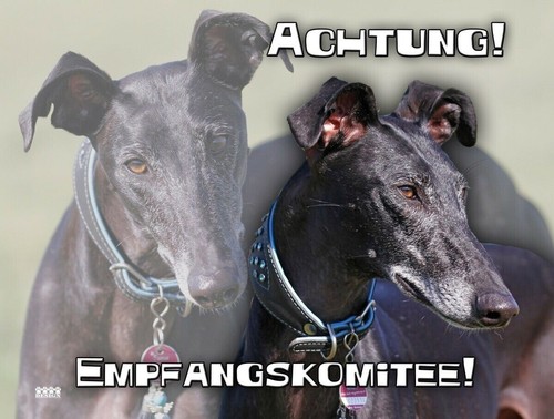 Galgo español hundewarnschild - espaÑol,