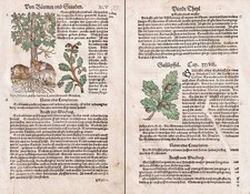 Eichenbaum Eichen Kräuterbuch