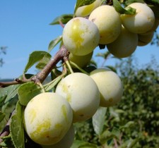 Bellamira (S) Mirabellenbaum