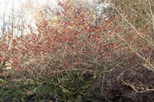 Hamamelis intermedia