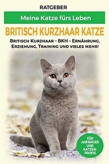 Britisch kurzhaar katze - kurzhaar,