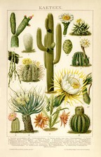 Kakteen Kaktus Riesenkaktus