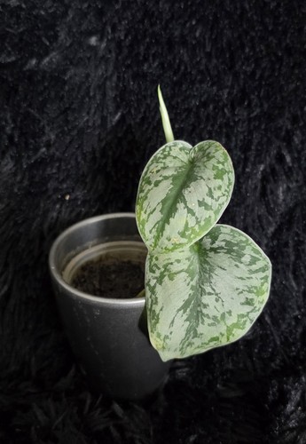 Scindapsus pictus silvery ann - scindapsus,