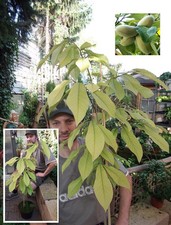 Sukkulente : Pawpaw - Zwei Pflanzen winterharte Indianerbanane für den Garten