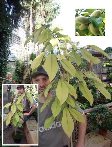 Pawpaw 2 pflanzen - -,