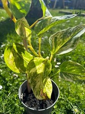 Efeutute, Skindapsus, Marbel Queen, Immer grün, Zimmerpflanze, Ableger, Ca 50Cm