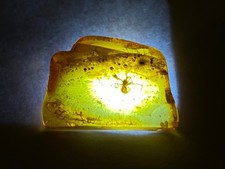 Bitterfelder Bernstein mit