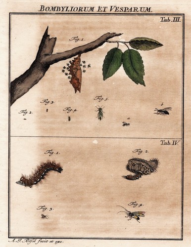 Tab iii wespen - tab, wasps