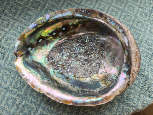 Abalone muschel 16cm - abalone,