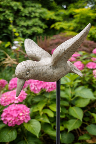Vogel kolibri zauberblume - "kolibri",