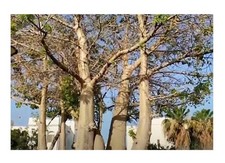 5x Adansonia digitata Baobab