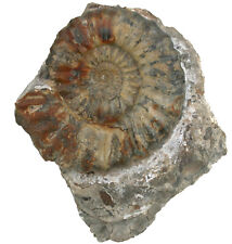 Lias  Standstück mit