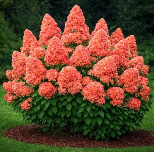 Hortensie petite flori - hortensie,