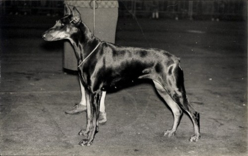 Foto hund der leine - foto, an
