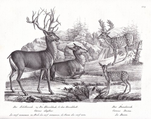 Hirsch damhirsch deer damwild - deer,
