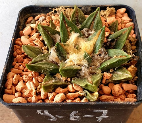 Alter ariocarpus bravoanus - bravoanus,