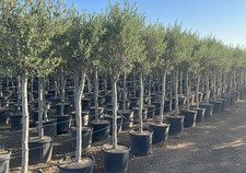 Sunny Tree - Olivenbaum - 15