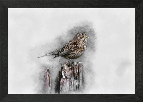 Singender vogel auf - singender,