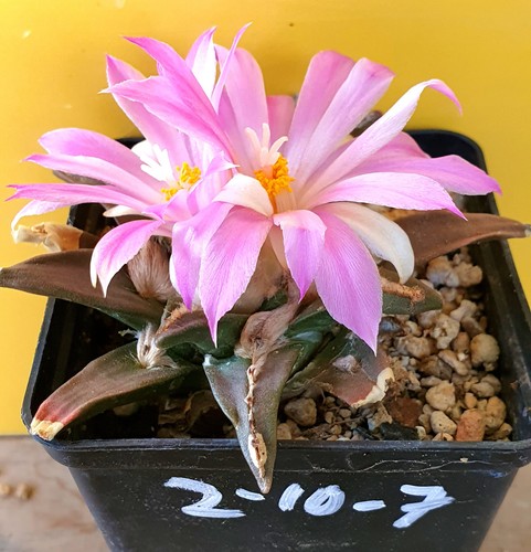 Ariocarpus agavoides auf - ,