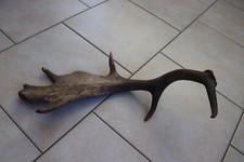 Abwurfstangen Damgeweih Geweihstangen Hirschhorn Hirschgeweih Damhirsch