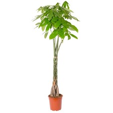 Glückskastanie, Topf-Ø 27