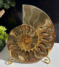 Ammonit Fossil 2,63 Pfund