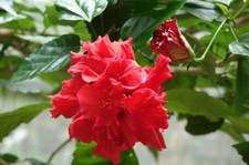 Nelkenhibiskus Hibiskus