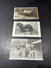 3 Postkarten Hund, Echt Foto