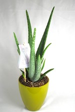 Echte Aloe